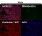 Anti-Phospho-ULK1 (S556) Rabbit Monoclonal Antibody